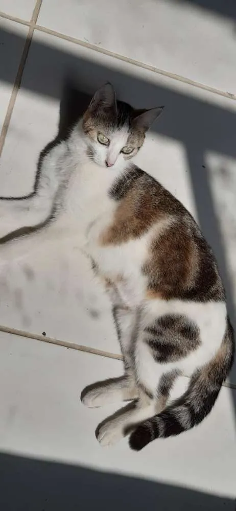 Gato raça Pê duro idade 1 ano nome Mimi