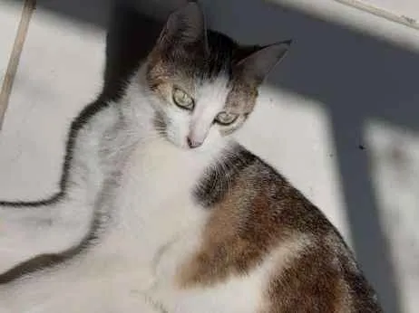 Gato raça Pê duro idade 1 ano nome Mimi