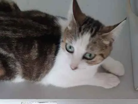 Gato raça Pê duro idade 1 ano nome Mimi