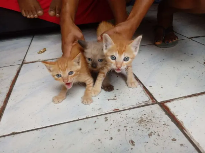 Gato raça Srd idade Abaixo de 2 meses nome Sem nomes