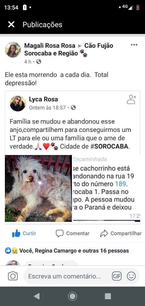 Cachorro raça Indefinida idade 2 anos nome Sem nome definido