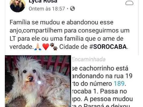 Cachorro raça Indefinida idade 2 anos nome Sem nome definido