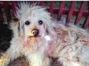 Cachorro raça Indefinida idade 2 anos nome Sem nome definido