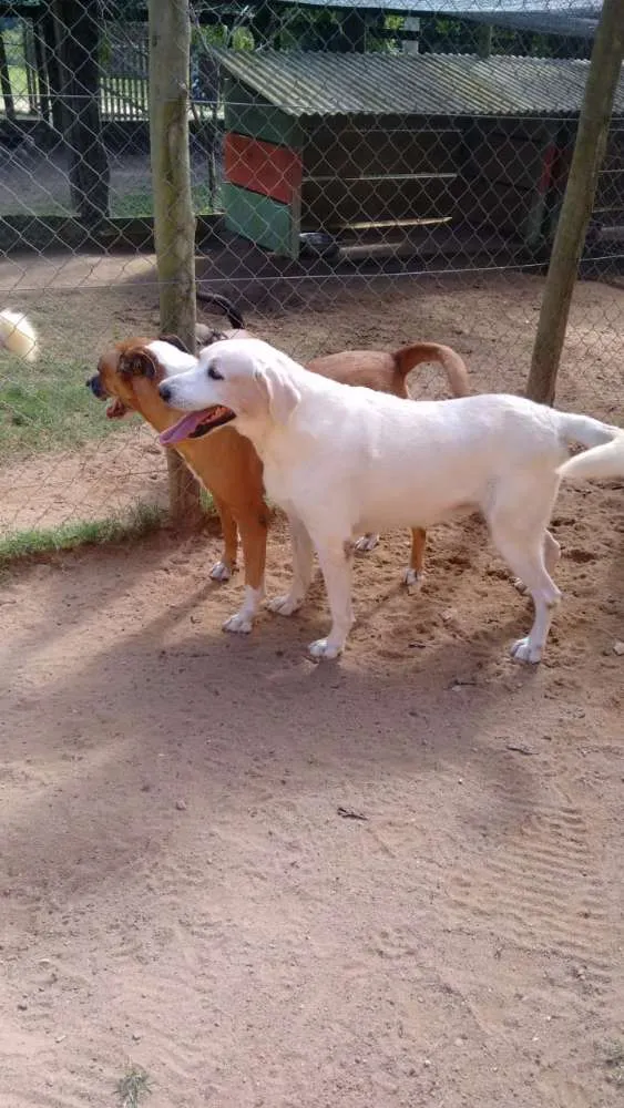 Cachorro ra a Mestiço idade 6 ou mais anos nome Bohr