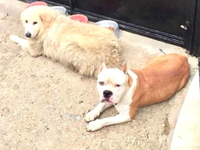 Cachorro raça Kuvasz e pitbull  idade 3 anos nome Amelie e Plinio 