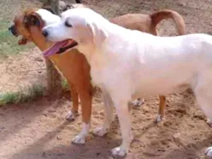 Cachorro raça Mestiço idade 6 ou mais anos nome Bohr
