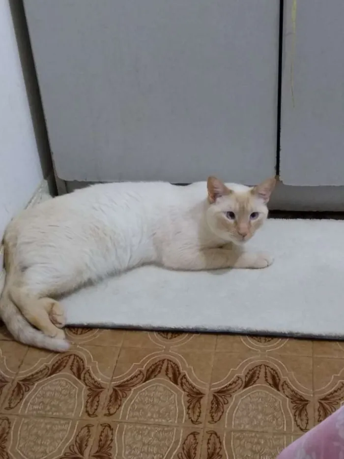 Gato ra a Srd idade 1 ano nome Pépe