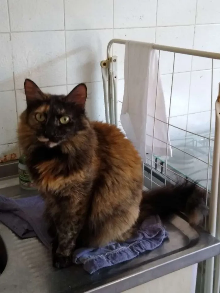 Gato ra a Srd idade 2 anos nome Menina