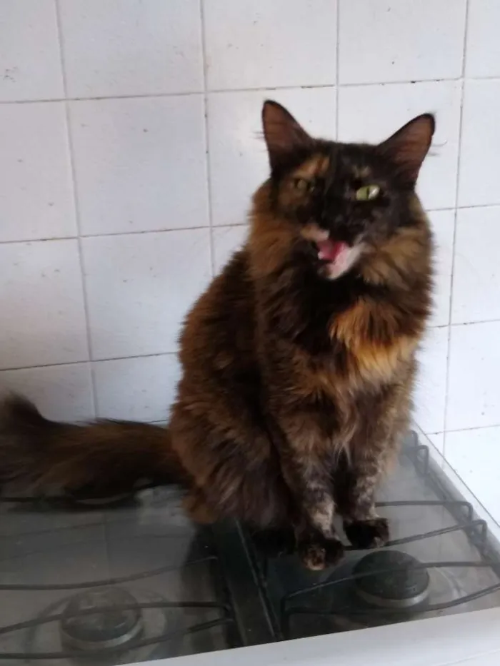 Gato ra a Srd idade 2 anos nome Menina