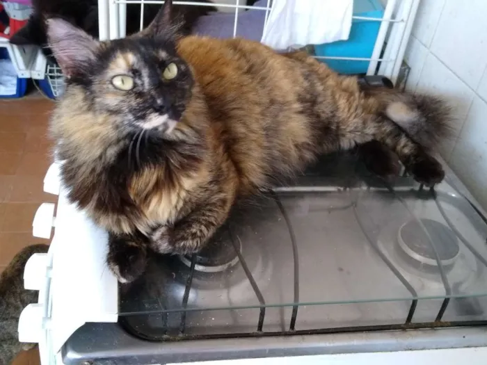 Gato ra a Srd idade 2 anos nome Menina