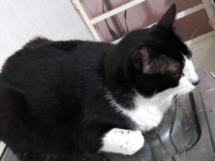 Gato ra a Srd idade 3 anos nome Diego