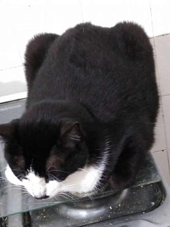 Gato ra a Srd idade 3 anos nome Diego