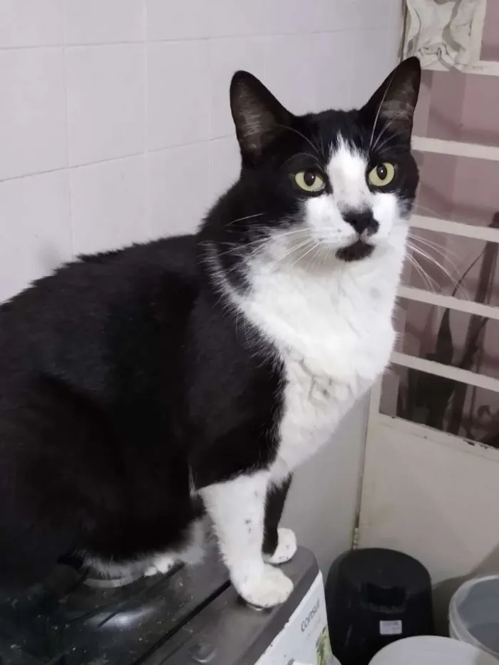 Gato ra a Srd idade 3 anos nome Diego