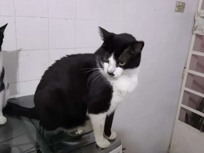 Gato ra a Srd idade 3 anos nome Diego