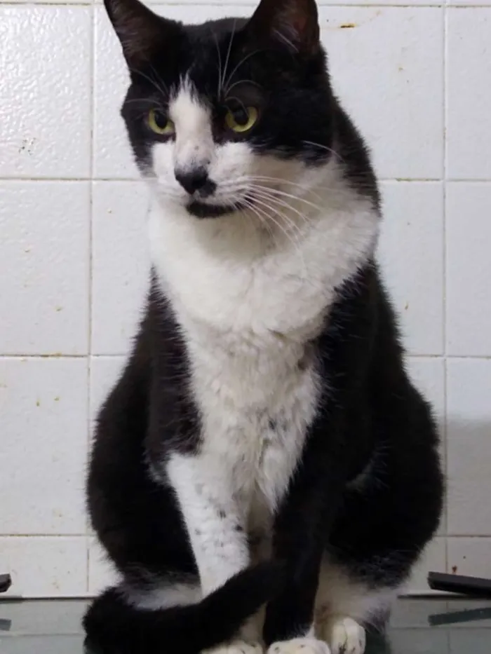 Gato ra a Srd idade 3 anos nome Diego
