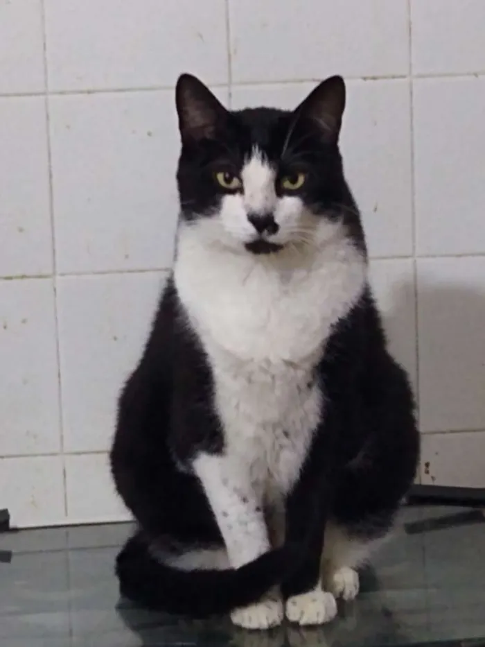 Gato ra a Srd idade 3 anos nome Diego
