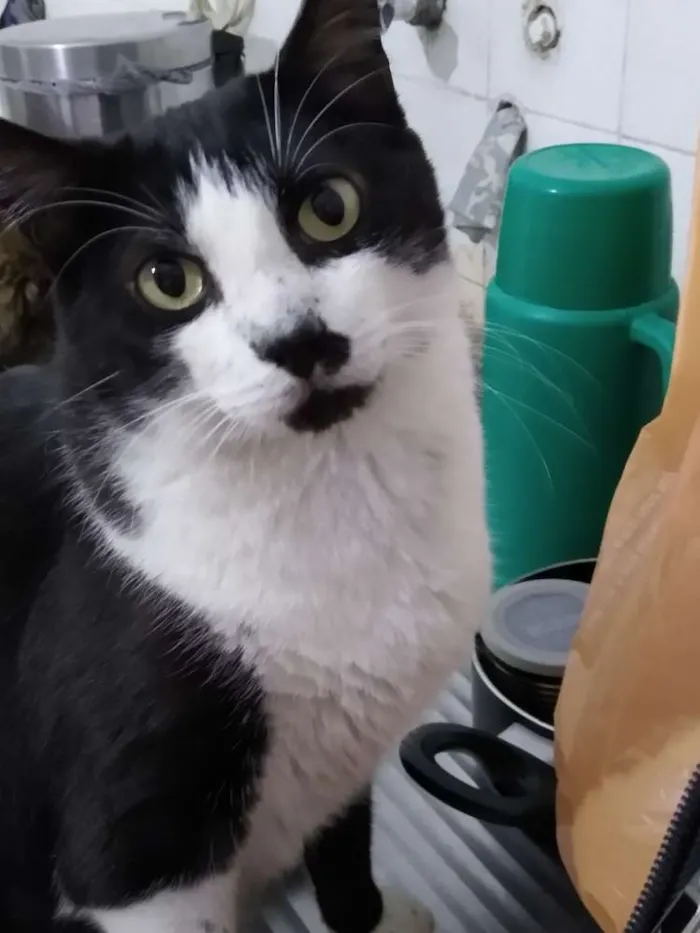 Gato ra a Srd idade 3 anos nome Diego