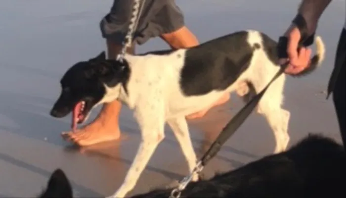 Cachorro raça Indefinida  idade 5 anos nome Hulk
