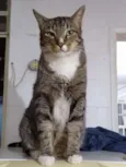 Tigresa