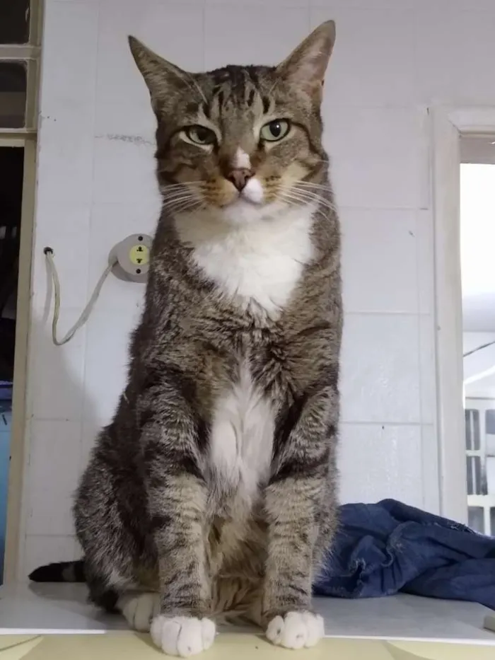 Gato ra a Srd idade 1 ano nome Tigresa
