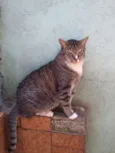 Tigresa