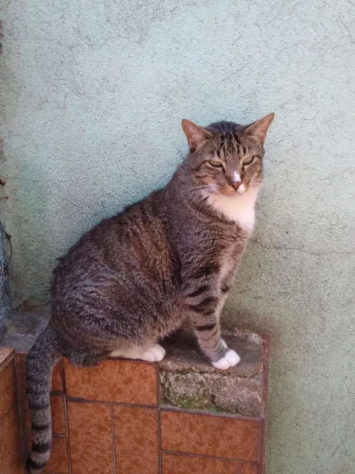 Gato ra a Srd idade 1 ano nome Tigresa