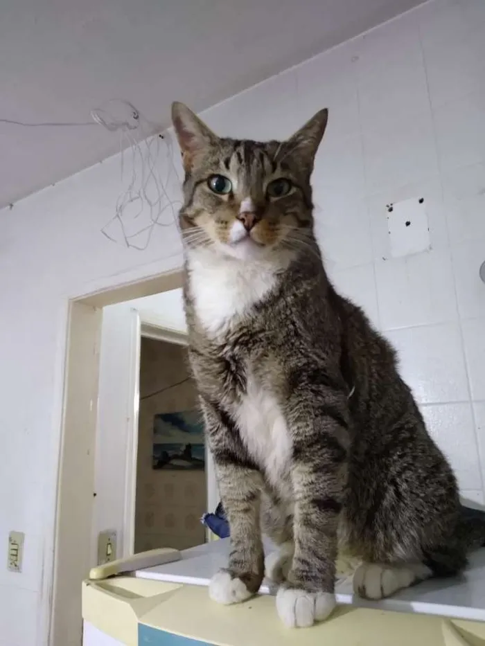 Gato ra a Srd idade 1 ano nome Tigresa