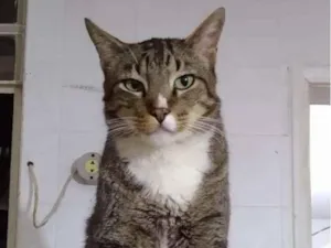 Gato raça Srd idade 1 ano nome Tigresa