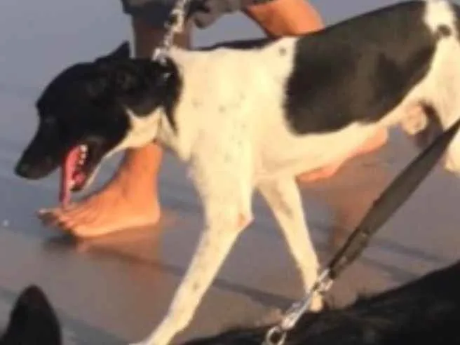 Cachorro raça Indefinida  idade 5 anos nome Hulk