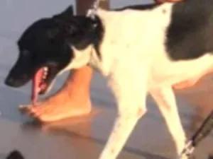 Cachorro raça Indefinida  idade 5 anos nome Hulk