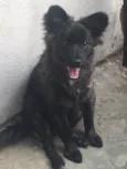 Amora