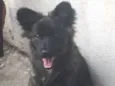 Amora