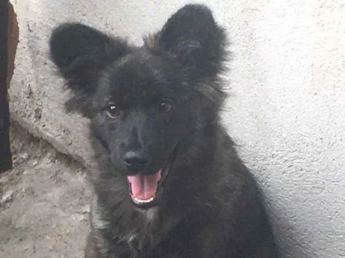 Cachorro ra a Não sabemos idade 2 a 6 meses nome Amora