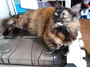 Gato raça Srd idade 2 anos nome Menina