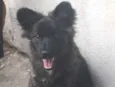 Amora