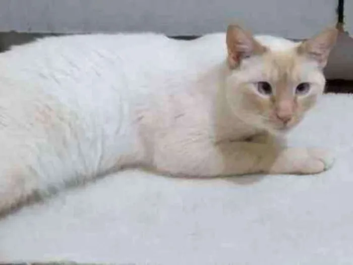 Gato ra a Srd idade 1 ano nome Pépe