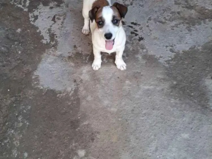 Cachorro ra a Indefinida idade  nome Charlie 