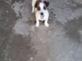 Charlie