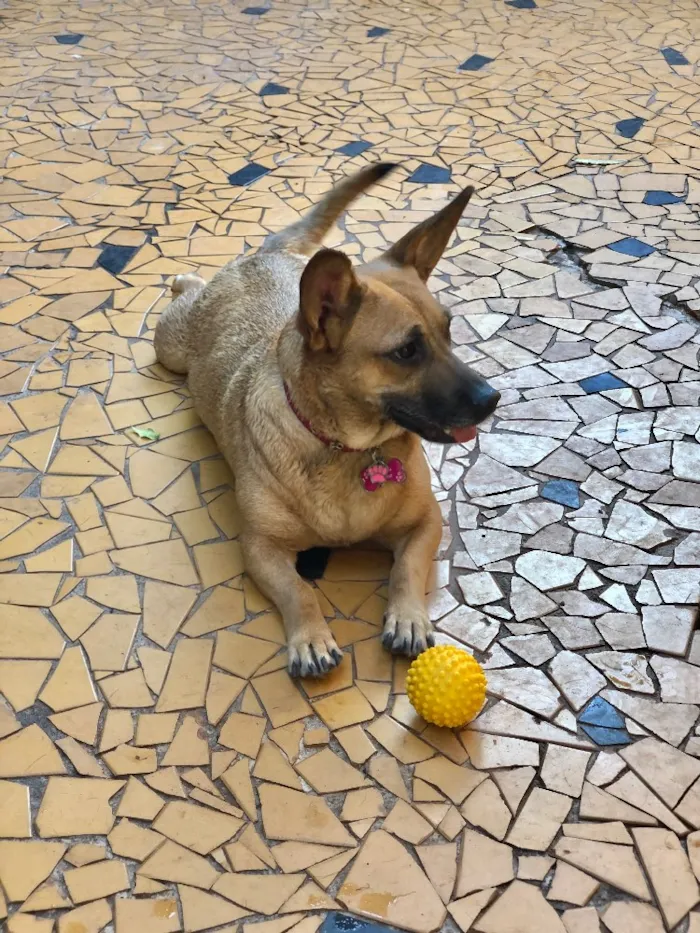Cachorro ra a Srd idade  nome Candy