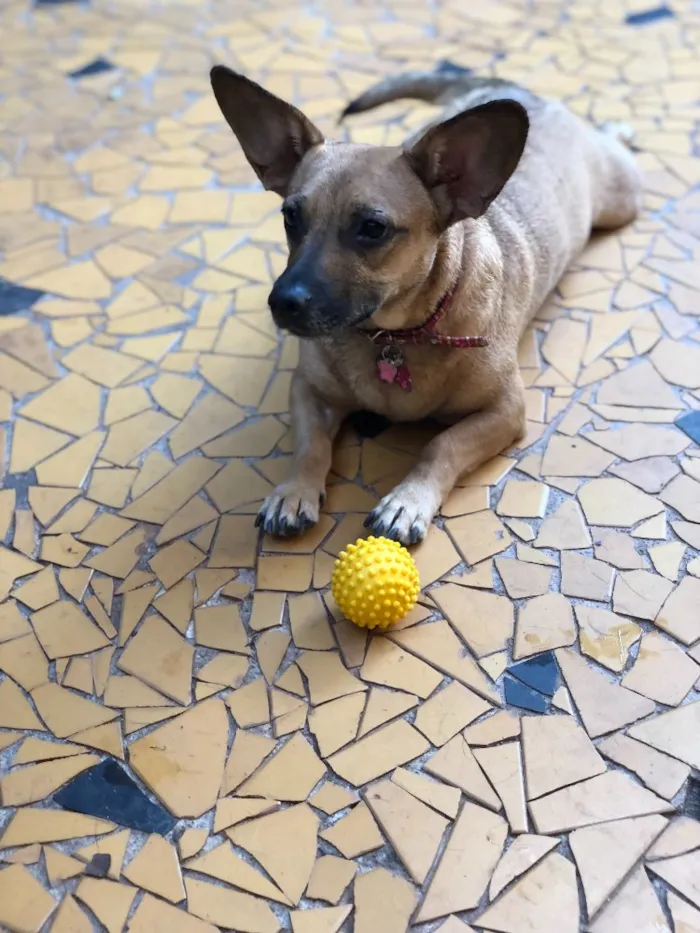 Cachorro ra a Srd idade  nome Candy