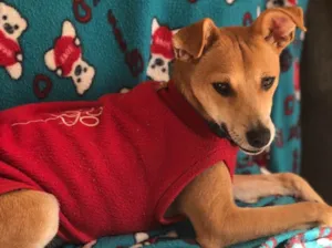 Cachorro raça Srd idade  nome Leo