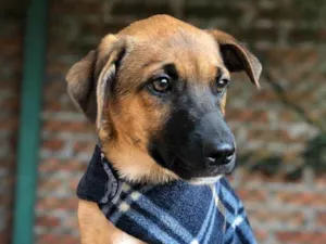 Cachorro raça Srd idade  nome Charlie