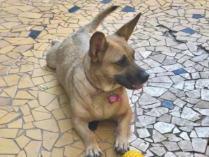 Cachorro raça Srd idade  nome Candy