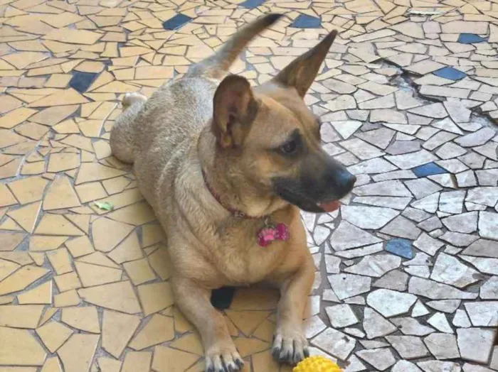 Cachorro ra a Srd idade  nome Candy