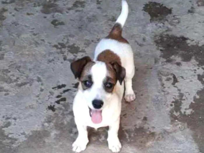 Cachorro ra a Indefinida idade  nome Charlie 