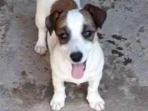 Cachorro raça Indefinida idade  nome Charlie 