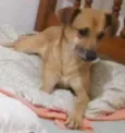 Cachorro raça SRD idade 2 anos nome Chaw - ESPECIAL