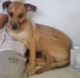 Cachorro raça SRD idade 2 anos nome Chaw - ESPECIAL