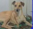 Cachorro raça SRD idade 2 anos nome Chaw - ESPECIAL