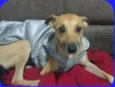 Cachorro raça SRD idade 2 anos nome Chaw - ESPECIAL